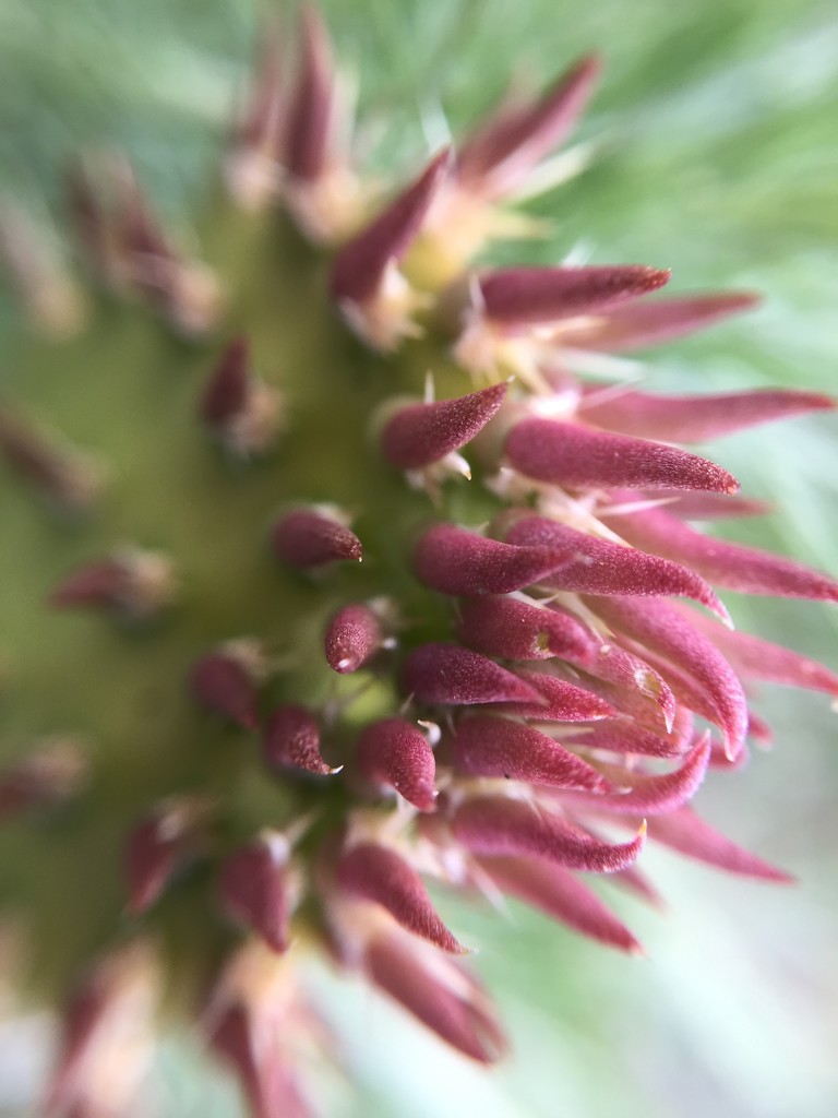 Cactus flower by kdrinkie