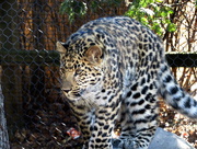 7th Mar 2017 - Leopard Cub On The Prowel