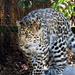 Leopard Cub On The Prowel by randy23