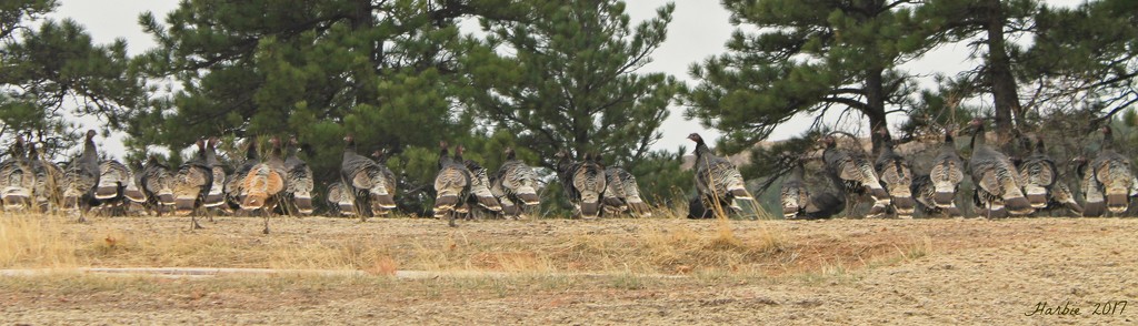 A Lot of Wild Turkeys by harbie
