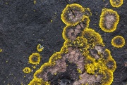 8th Mar 2017 - golden lichen