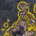 golden lichen by pusspup