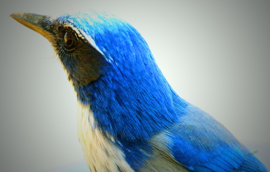 Scrub Jay by flygirl