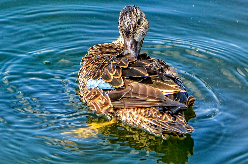 Just Ducky by danette