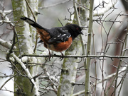 8th Mar 2017 - Spotted Towhee