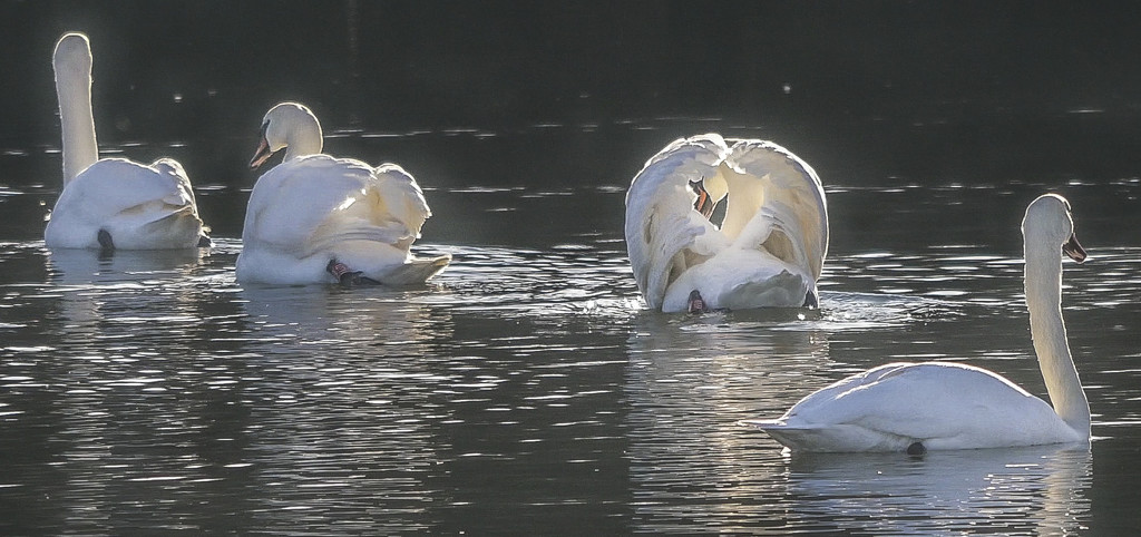 Four Swans by tonygig