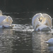 Four Swans by tonygig