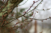 8th Mar 2017 - Tree branches starting to bloom