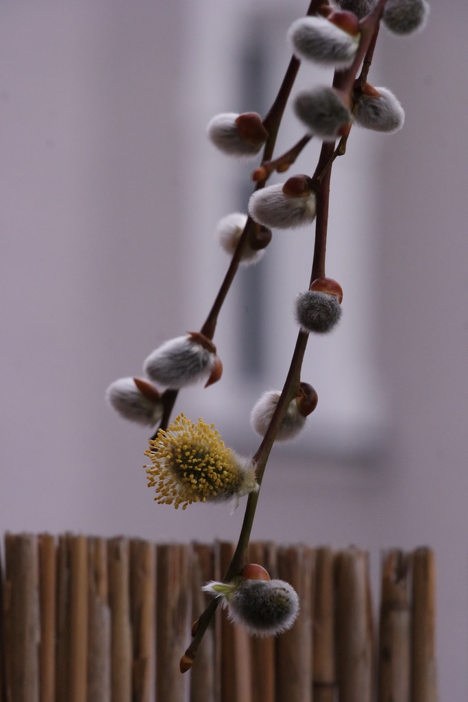 willow catkin by toinette