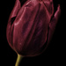 Low Key Tulip by megpicatilly