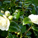 Camellias... by snowy