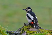 8th Mar 2017 - GREAT SPOTTED WOODPECKER - FEMALE