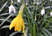8th Mar 2017 - DSCN3536 Yellow and white