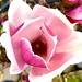 Magnolia Blossom by gardenfolk