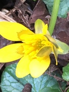 6th Mar 2017 - Celandine Flower