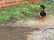8th Mar 2017 - That duck really loved this puddle
