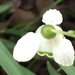Snow Drop Flower by cataylor41