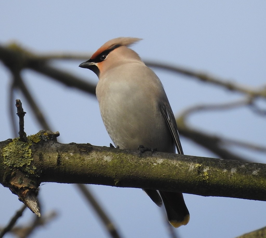 Waxwing by oldjosh