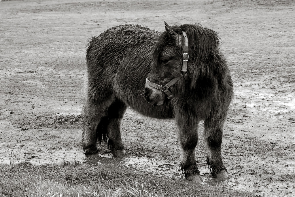 Shetland Pony... in the Rain. by vignouse