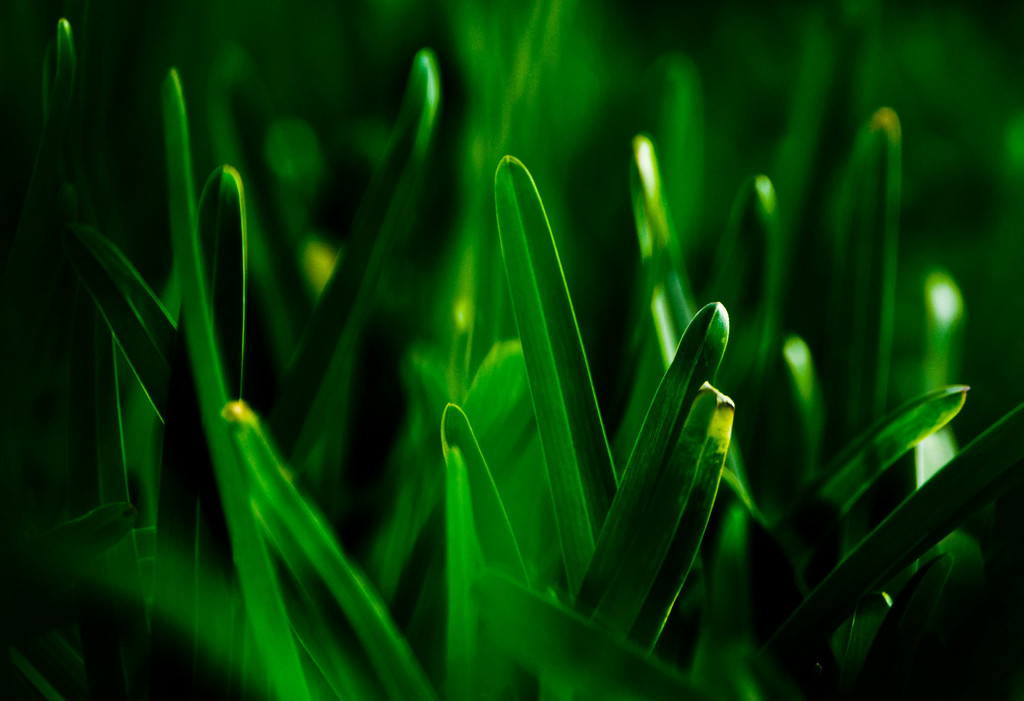 Grass Green by annied