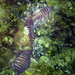 Zebra Moray Eel  by jgpittenger
