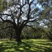 Live oak and shadows by congaree
