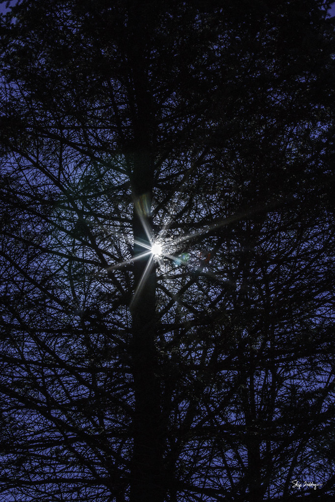 Pine Tree Shot #8 - Sun Burst  by skipt07