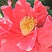 Camelia. by wendyfrost