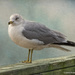 Biloxi Seagull by lynne5477