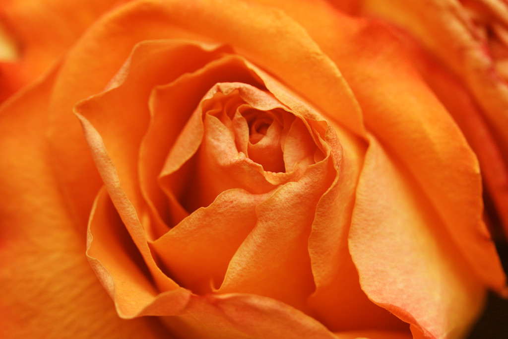 Orange rose by ingrid01