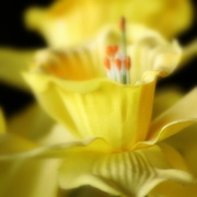 8th Mar 2017 - Daffodil Yellow