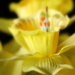 Daffodil Yellow by genealogygenie