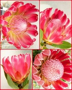 9th Mar 2017 - Our national flower, Protea