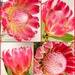Our national flower, Protea by ludwigsdiana