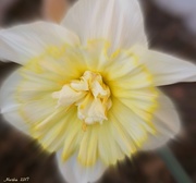 6th Mar 2017 - Daffodils