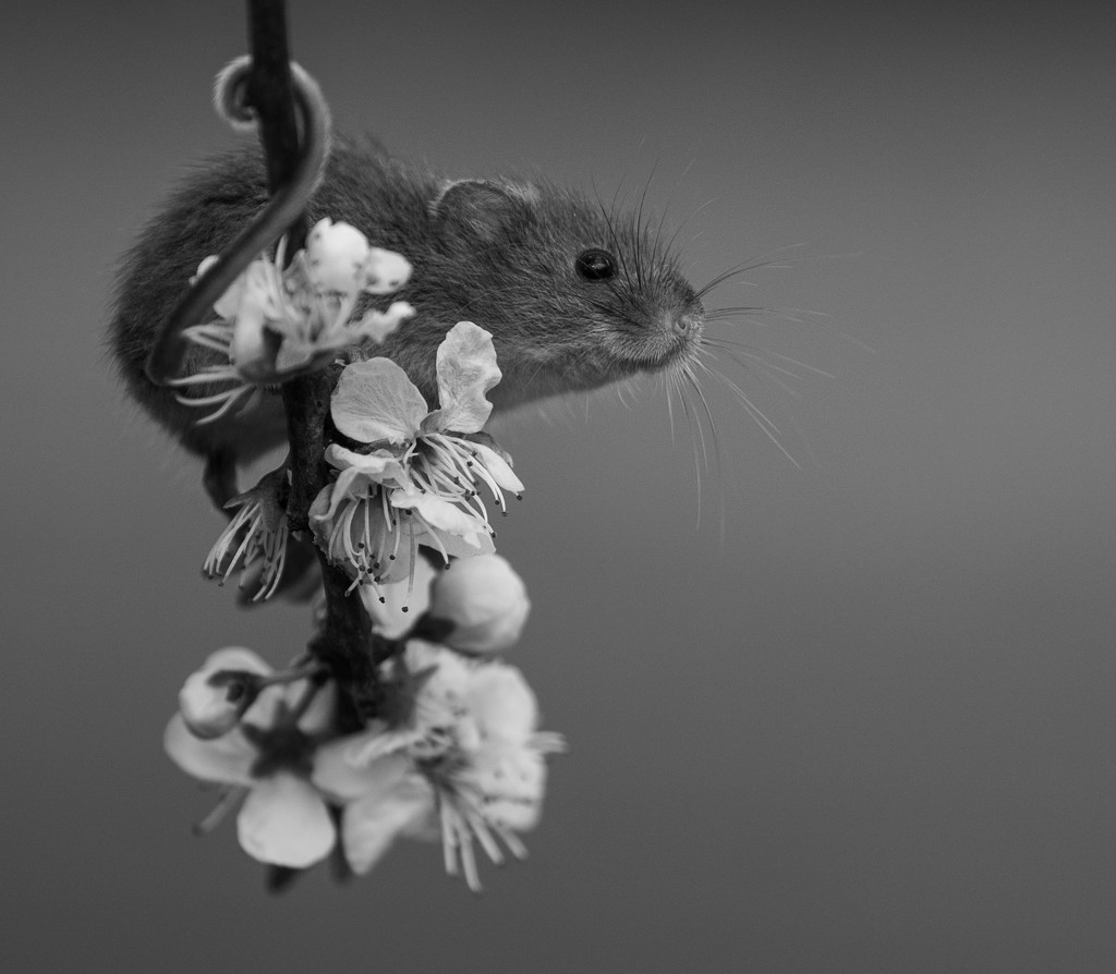 Harvest Mouse (best viewed on black) by shepherdmanswife