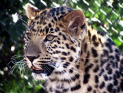 8th Mar 2017 - Leopard Cub 