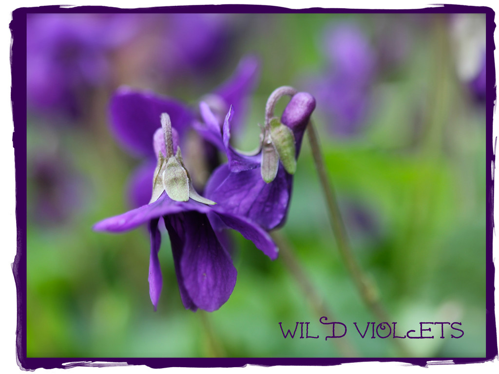 Wild Violets by jamibann