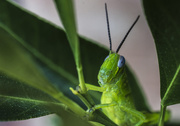 9th Mar 2017 - grasshopper