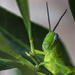 grasshopper by winshez