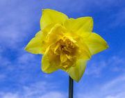 9th Mar 2017 - Daffodil