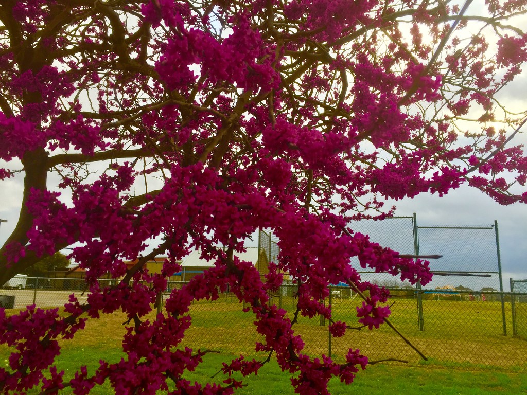The Redbud at the Y by louannwarren