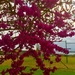 The Redbud at the Y by louannwarren