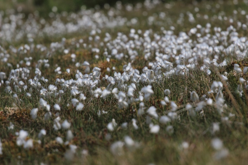 Cotton Grass Revisited by motherjane