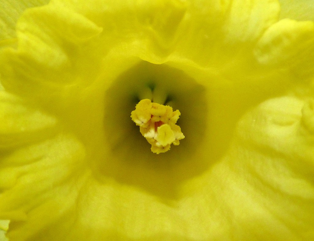 Inside a Daffodil by julienne1