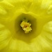 Inside a Daffodil by julienne1