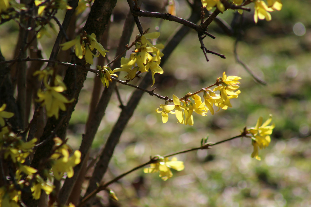 Forsythia  by mittens