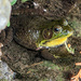 Shy Frog by gardencat