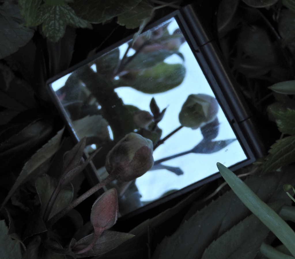 DSCN3612 Through the looking glass by marijbar