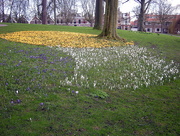 9th Mar 2017 - Spring flowers in the park